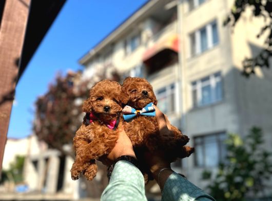 Orjinal Toy Poddle Yavrularimiz görsel