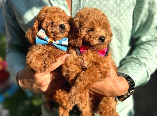 Orjinal Toy Poddle Yavrularimiz