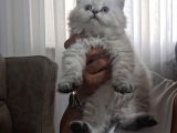Pamuk Şekeri Oğlumuz