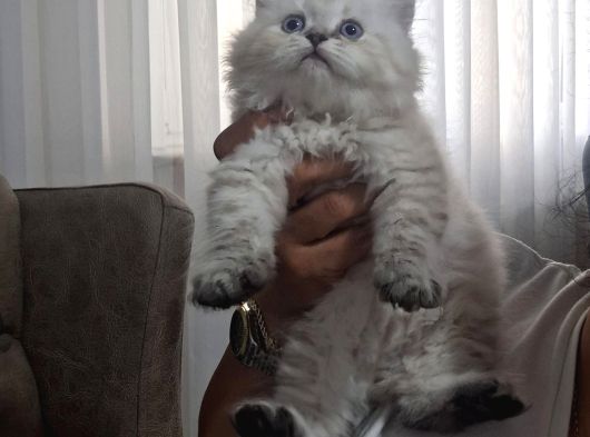 Pamuk Şekeri Oğlumuz görsel