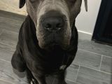 A Kalite Cane Corso Yavruları