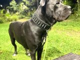 A Kalite Cane Corso Yavruları