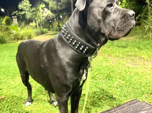 A Kalite Cane Corso Yavruları görsel