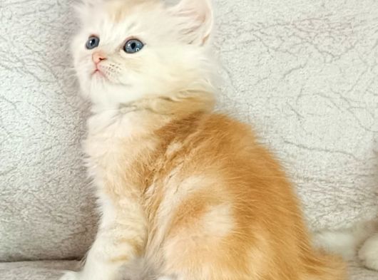 Sari Şeker Tesli̇me Hazir görsel