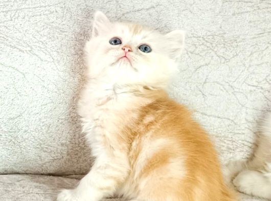 Sari Şeker Tesli̇me Hazir