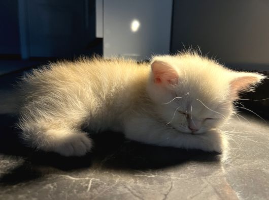 Biritish Shorthair Kızımız Sahibini Bekliyor görsel