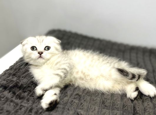 0 Kulak Kalıcı Yeşil Gözlü Safkan Oğlumuz Sahibini Bekliyor görsel