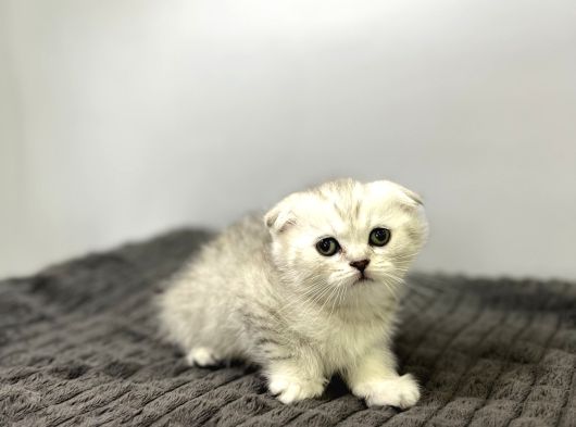 0 Kulak Kalıcı Yeşil Gözlü Safkan Oğlumuz Sahibini Bekliyor görsel