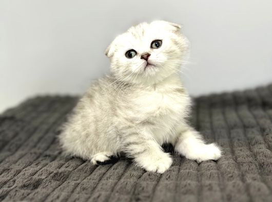 0 Kulak Kalıcı Yeşil Gözlü Safkan Oğlumuz Sahibini Bekliyor görsel