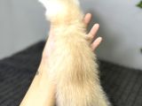 Biritish Shorthair Kızımız Sahibini Bekliyor