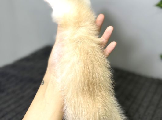 Biritish Shorthair Kızımız Sahibini Bekliyor görsel