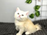 Biritish Shorthair Kızımız Sahibini Bekliyor