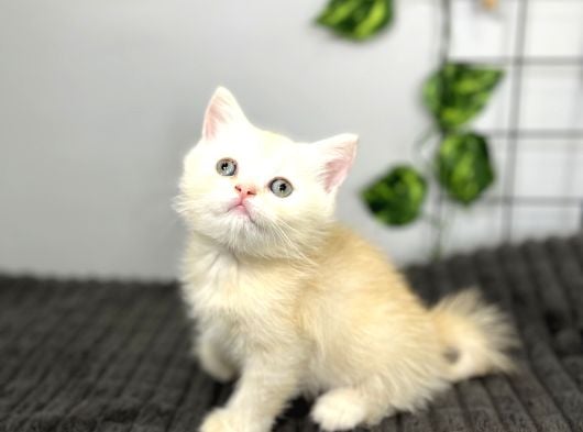Biritish Shorthair Kızımız Sahibini Bekliyor görsel