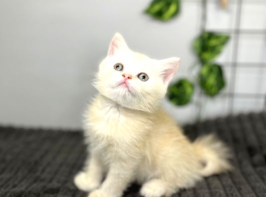 Biritish Shorthair Kızımız Sahibini Bekliyor görsel