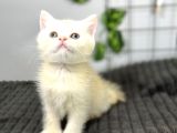 Biritish shorthair kızımız sahibini bekliyor