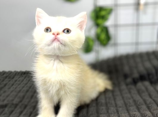 Biritish Shorthair Kızımız Sahibini Bekliyor