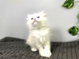 Safkan Scottish Fold Longhair Kızımız Sahibini Bekliyor