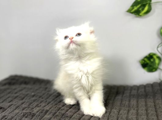 Safkan Scottish Fold Longhair Kızımız Sahibini Bekliyor görsel