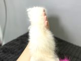 Safkan Scottish Fold Longhair Kızımız Sahibini Bekliyor
