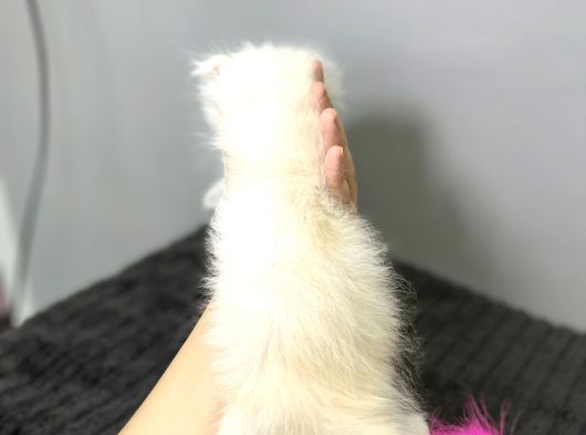 Safkan Scottish Fold Longhair Kızımız Sahibini Bekliyor görsel