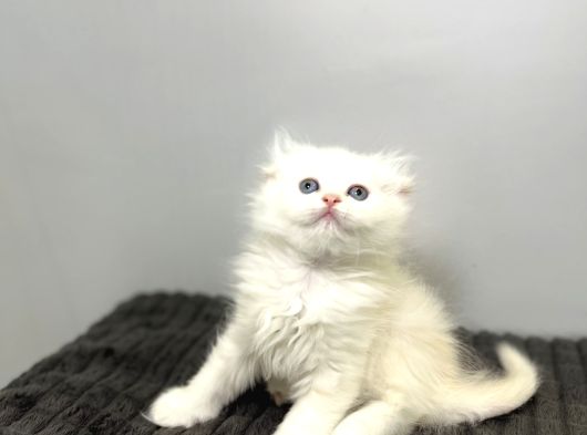 Safkan Scottish Fold Longhair Kızımız Sahibini Bekliyor görsel