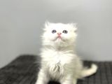 safkan scottish fold longhair kızımız sahibini bekliyor