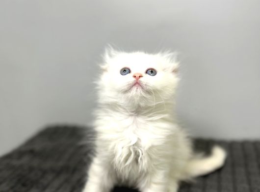 Safkan Scottish Fold Longhair Kızımız Sahibini Bekliyor