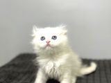Safkan Scottish Fold Longhair Kızımız Sahibini Bekliyor