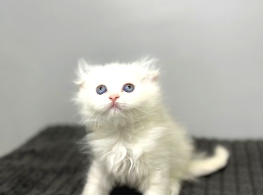 Safkan Scottish Fold Longhair Kızımız Sahibini Bekliyor görsel