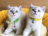 Üst Düzey Maviş Bluepoint British Shorthair  Yavrularım