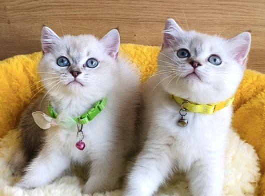 Üst Düzey Maviş Bluepoint British Shorthair  Yavrularım görsel