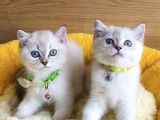 Üst Düzey Maviş Bluepoint British Shorthair  Yavrularım