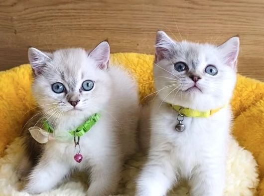 Üst Düzey Maviş Bluepoint British Shorthair  Yavrularım görsel