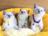 Üst Düzey Maviş Bluepoint British Shorthair  Yavrularım