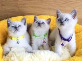 Üst düzey maviş bluepoint british shorthair  yavrularım