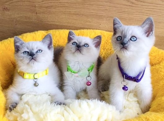 Üst Düzey Maviş Bluepoint British Shorthair  Yavrularım