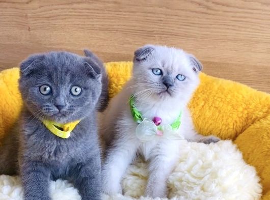 Top Kafalı Blue Ve Bluepoınt Scotısh Fold Bebekleirm görsel