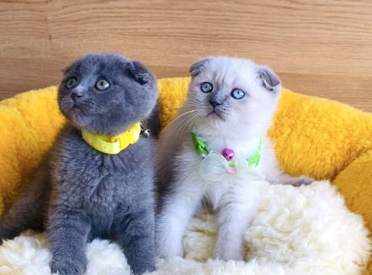 Top Kafalı Blue Ve Bluepoınt Scotısh Fold Bebekleirm görsel