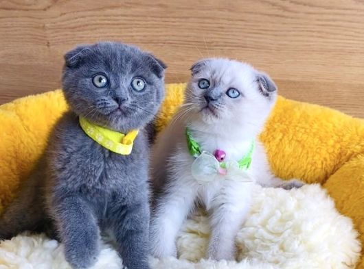 Top Kafalı Blue Ve Bluepoınt Scotısh Fold Bebekleirm görsel
