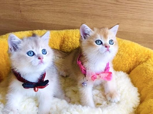 Değerini Bilene Golden Ny12 Ay12 British Shorthair görsel