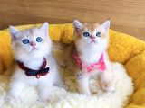 Değerini bilene golden ny12 ay12 british shorthair
