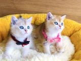 Değerini Bilene Golden Ny12 Ay12 British Shorthair