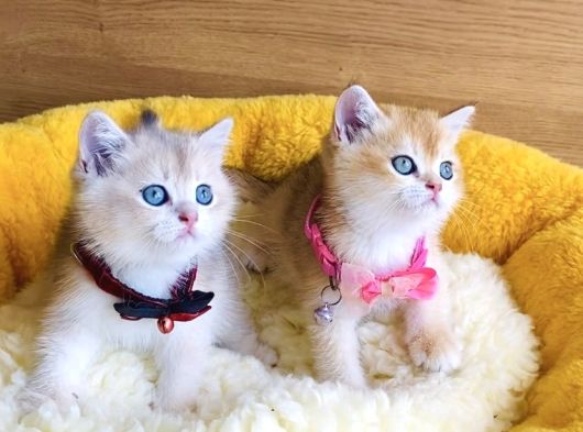 Değerini Bilene Golden Ny12 Ay12 British Shorthair görsel