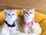 Değerini Bilene Golden Ny12 Ay12 British Shorthair