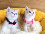Değerini Bilene Golden Ny12 Ay12 British Shorthair