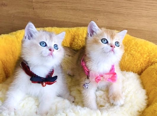 Değerini Bilene Golden Ny12 Ay12 British Shorthair görsel