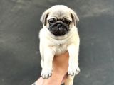 hAMBURGER SURAT PUG MOPS