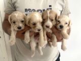 A kalite maltipoo bebeklerim