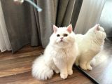 Ücretsi̇z British Longhair