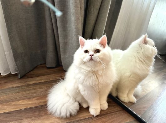 Ücretsi̇z British Longhair görsel